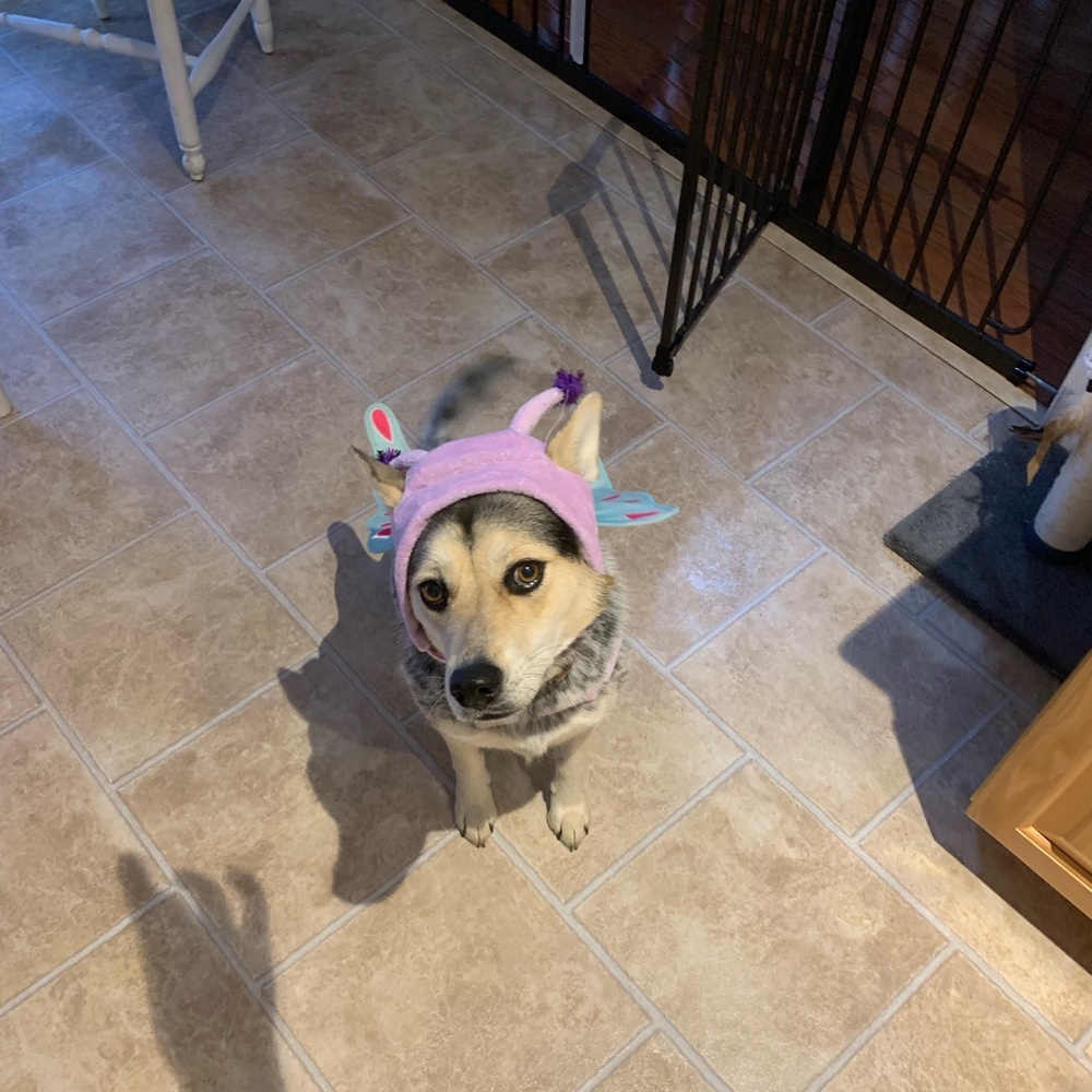 Butterfly Dog Costume